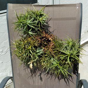 Air plants (Tillandsia) Bergeri hybrid clumps